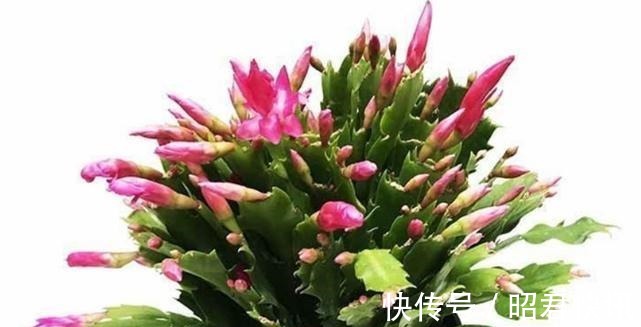 花苞|天气转冷，三种花正准备孕育花苞，做好这几点，花朵又多又大