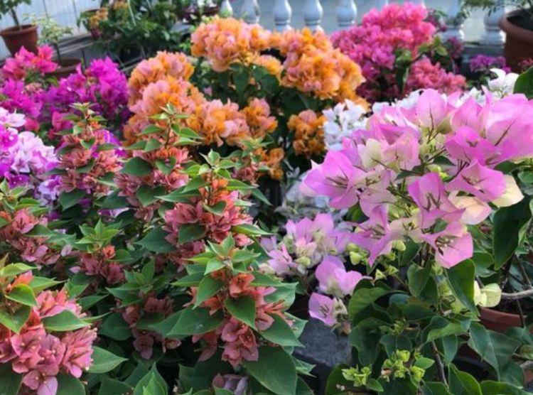 开花最香的3种花,家里养一盆,开花多,不费事就能养好!