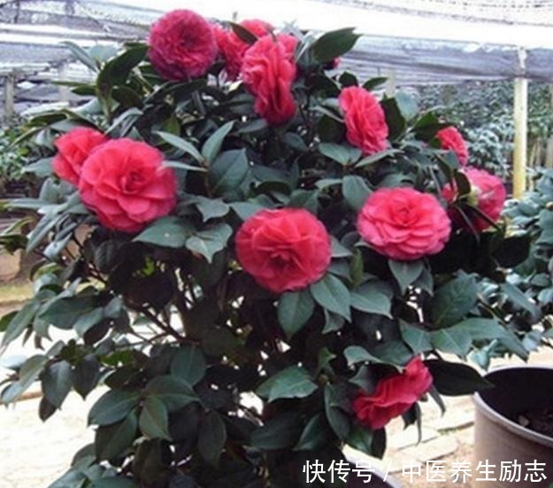 养花必备“3种肥”，啥花都能用，每月花盆撒一点，嗖嗖爆盆！