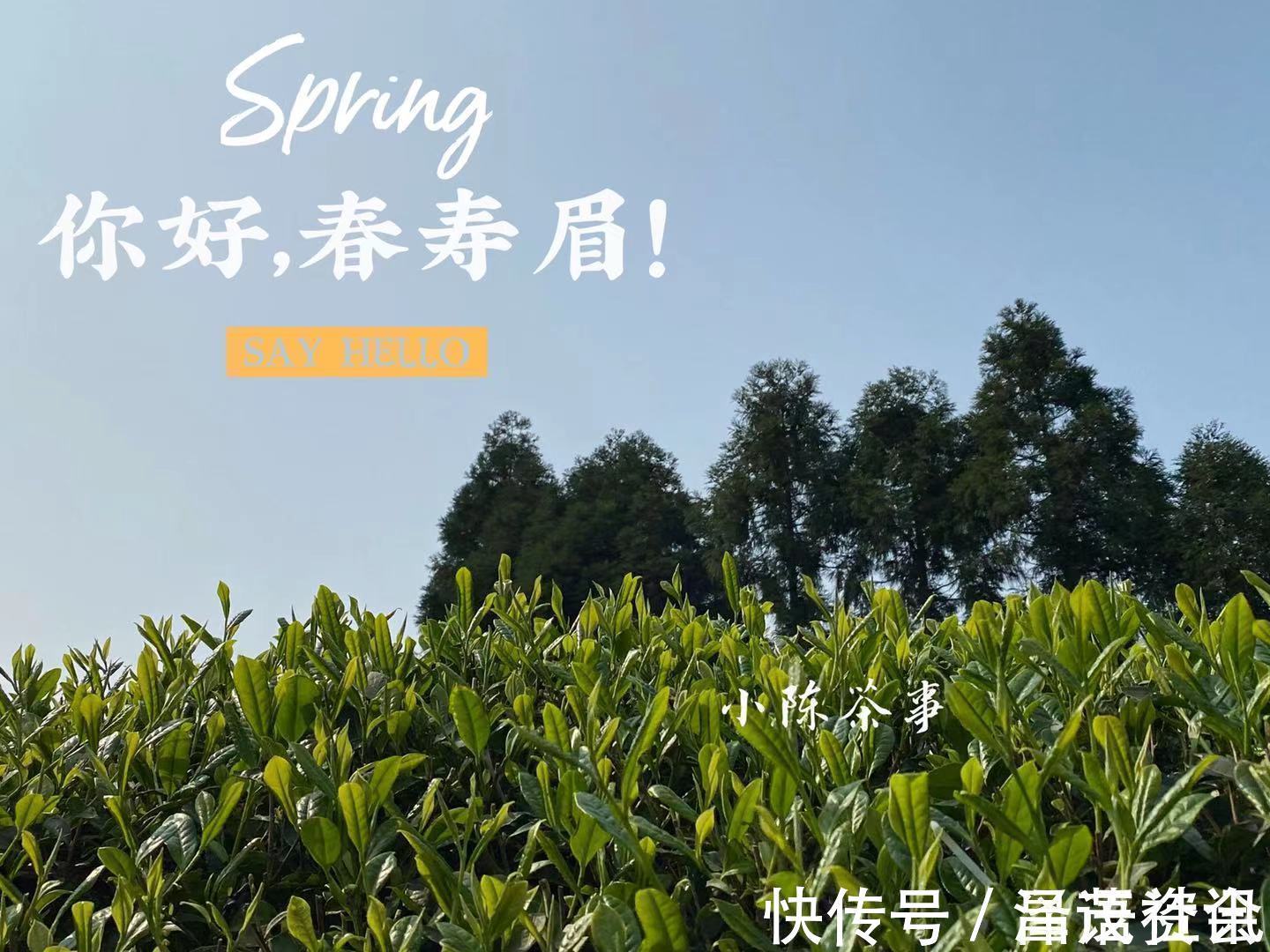 白毫银针@白茶圈令人迷惑的操作，有人心急想“买早”，有人淡定想“买老”