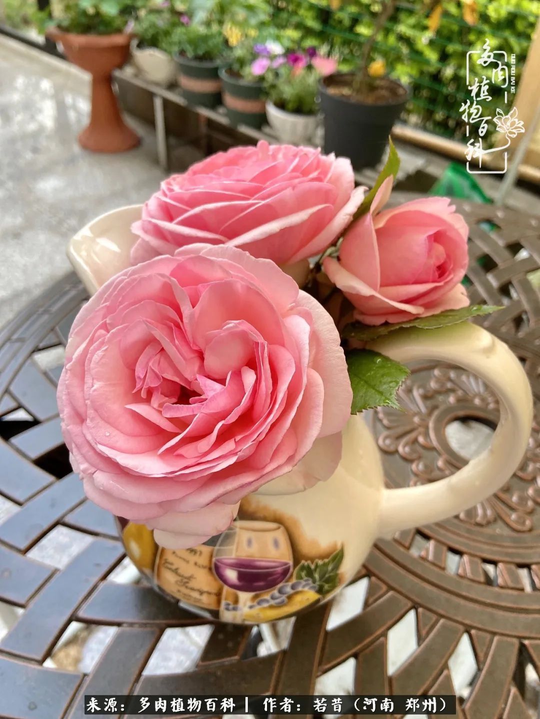 迷你小院儿，种满多肉、花草和蔬果，沉醉在自己的世外桃源！