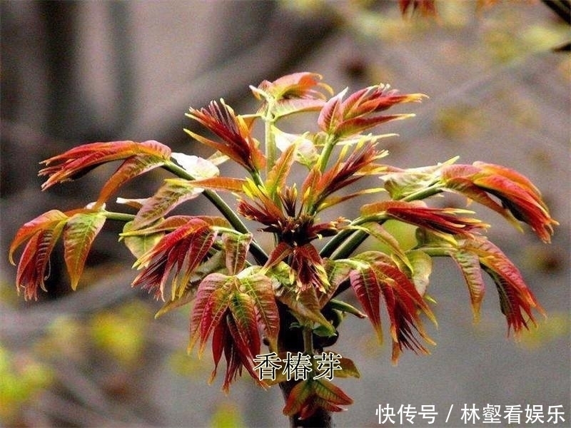 毛妮菜|春天4对“双胞胎”野菜，很多人傻傻的分不清楚，你认识几种