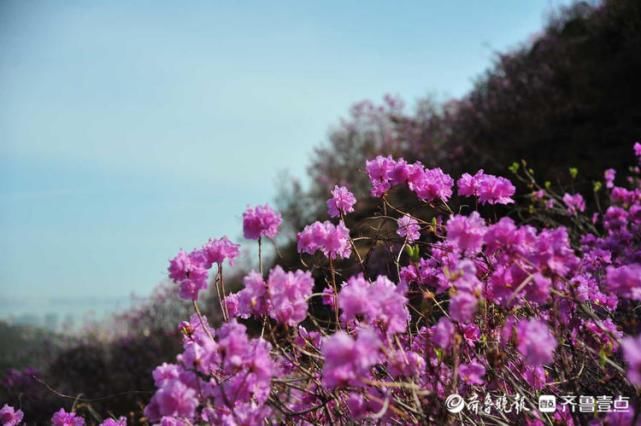 花开又一年！蓝槿花悄然绽放，与鸟鸣山涧相伴美到极致！