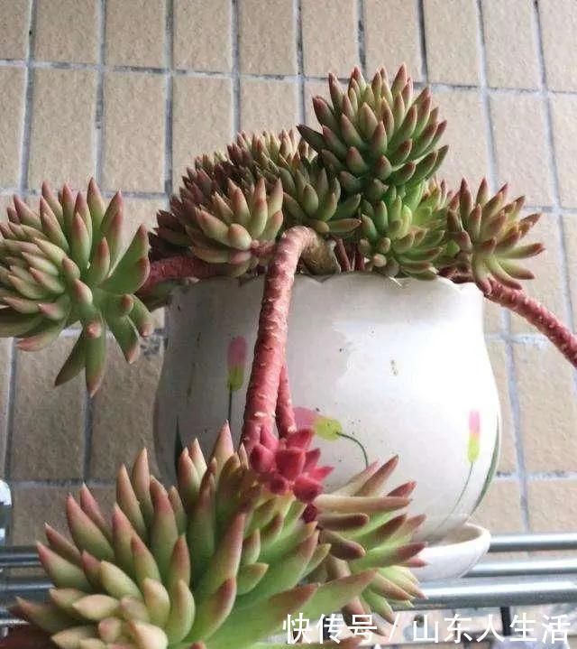 新手|李大姐养多肉10多年,总结6个好品种,新手也能养成“漂亮老桩”