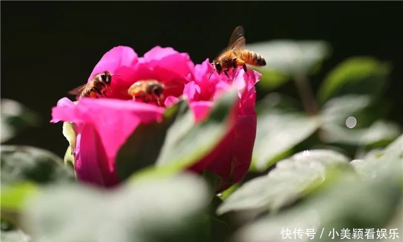 一条街|春城春意浓，西山区赏花正当时