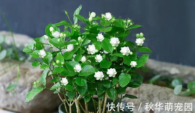 养护|想要茉莉多开花，记住“十二字”口诀，一茬一茬开香花