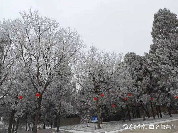 济南|宛若仙境！济南跑马岭雾凇缀满树梢，玉树琼枝美如画