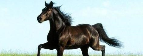 古代|古代打仗都会“射人先射马”别被骗了,古人从来不这样做!