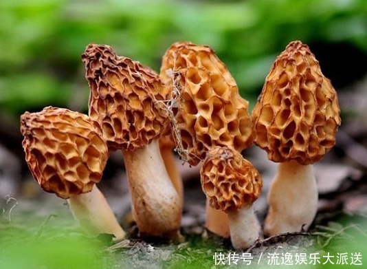 人到中年|人到中年,不妨多吃以下食物,祛风除湿,调中益气,止咳化痰