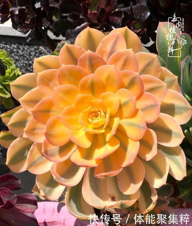 在茜的多肉小院里,花时间种快乐!在茜的多肉小院里,花时间种快乐!