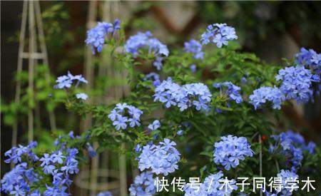 秋季|养花,这几款秋天天凉之后,就很少开花了,冬天也容易冻死