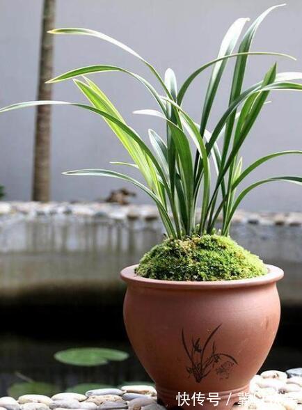 秋季兰花得茎腐病怎么办教你“4法”，找对病因，照样可以救活