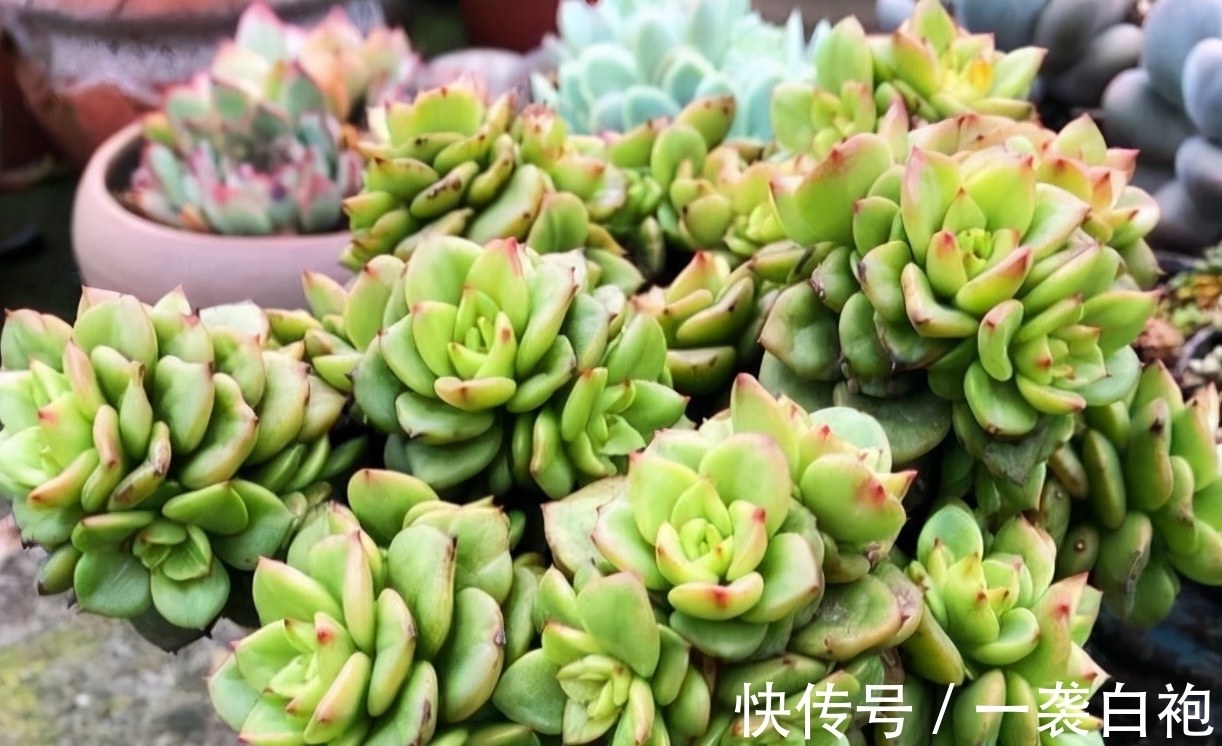 浇水|寒冷的冬季怎么把多肉蒂亚养得白白胖胖?从这3点入手