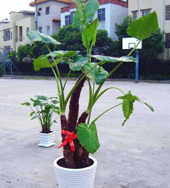 有3种植物“最环保”，都是制氧高手，还十分美丽，不妨回家养1盆