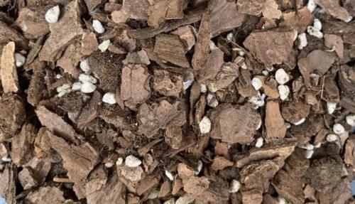 春天常去“轧马路”的人，多捡些它们养花吧，省钱实用