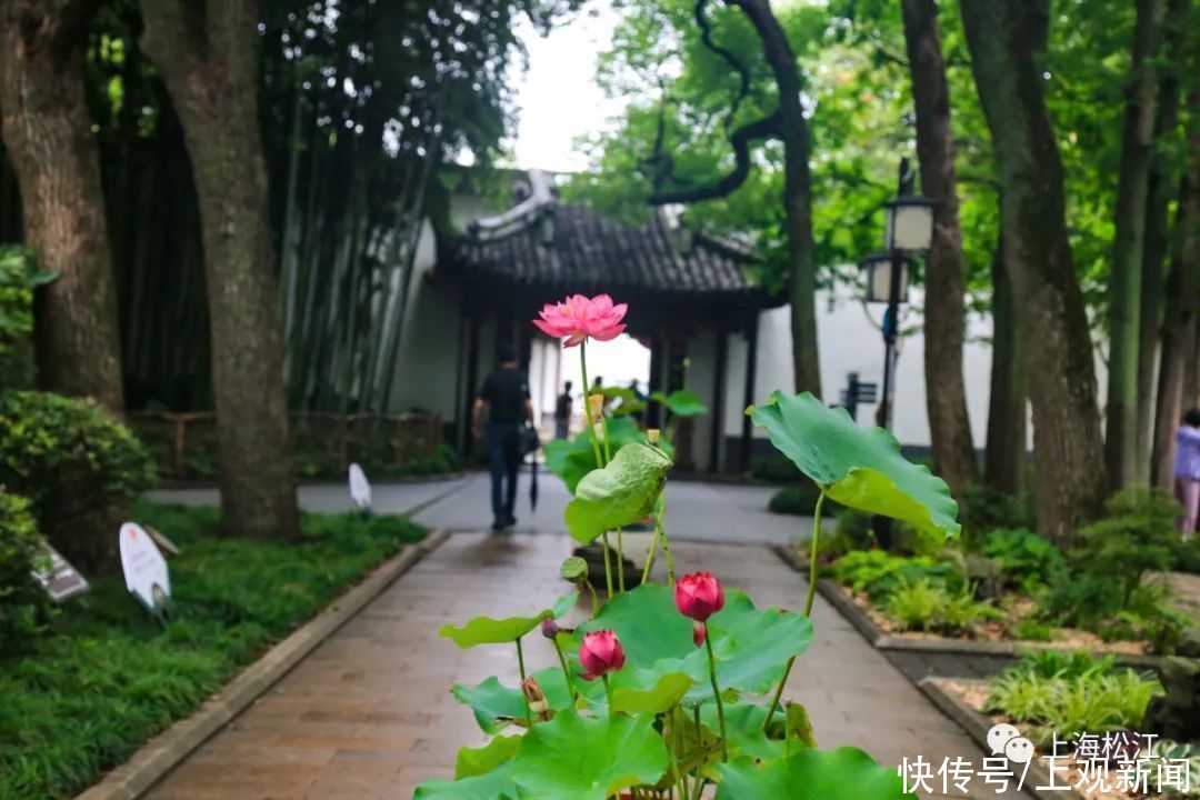 香远益清|一路花香！松江这里赏荷正当时