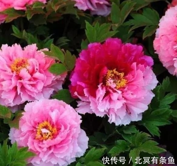 4种“旺运花”，吉祥添富贵，花朵粉嫩丰腴，绚丽夺目