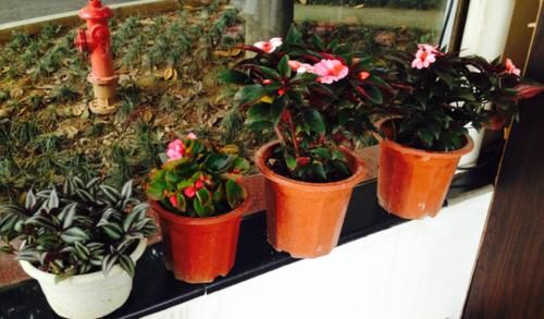 养花不注意“4件事”，付出再多时间和心力都得白费