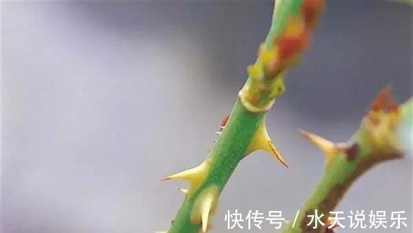 月季节|适合新手的月季修剪方法,6张图就明白原理,开花爆盆就这么简单