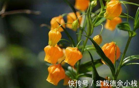 宫灯|8月20日-9月4日，庭院选这几款花，满屋子飘香，蹭蹭爆成花海