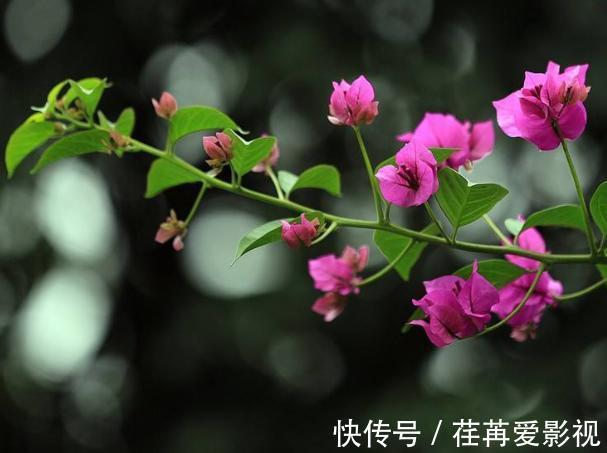 陌上花开|三角梅花期不开花怎么办?3个小窍门,助力全年花开爆满盆