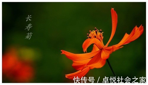 老人|懒人更长寿?这样休息让您更长寿!老人赶紧学起来!