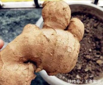 保存生姜有窍门,老师傅教你43招!生姜新鲜如初,不发芽不干瘪