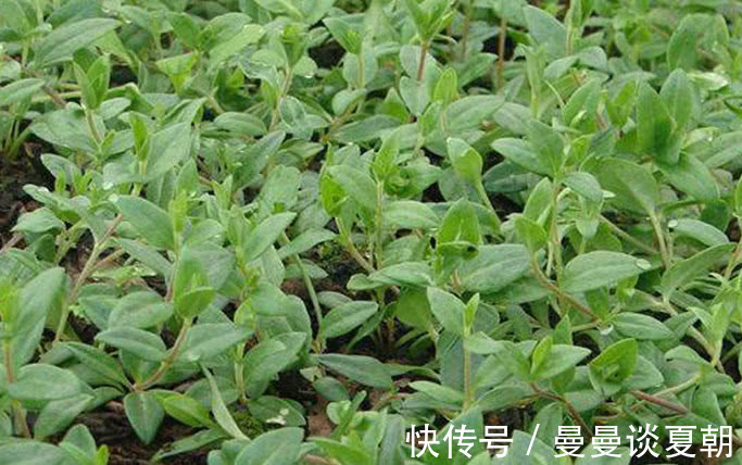 食客们|“土人参”农村人想吃多少摘多少,外面一斤40元比肉还贵!