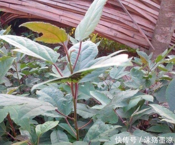 枫叶|“这种树”中国特有,叶子一边是荷叶,一边是枫叶,见到请珍惜!