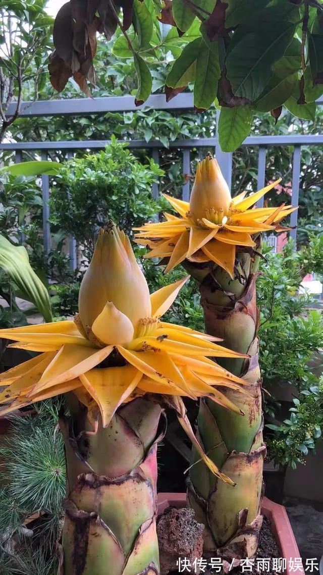 6种佛教圣花,个个都是吉祥花,家里养一盆,养心又养身