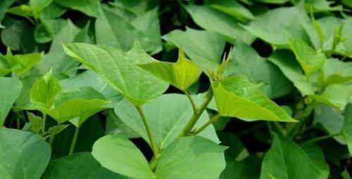 乡村有些喂猪的野菜 具有镇咳 祛痰 治气喘和支气管炎等作用 全网搜 乡村有些喂猪的野菜 具有镇咳 祛痰 治气喘和支气管炎等作用 全网搜
