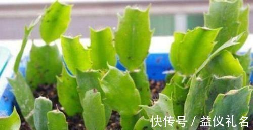 长根|3种花死了也别扔,1刀下去留下“根”,新芽蹭蹭长,四季油绿