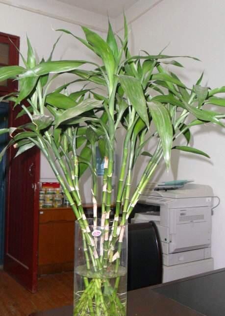 天长|水培富贵竹,“2种料”放一点在水里,叶浓绿,15天长出白根