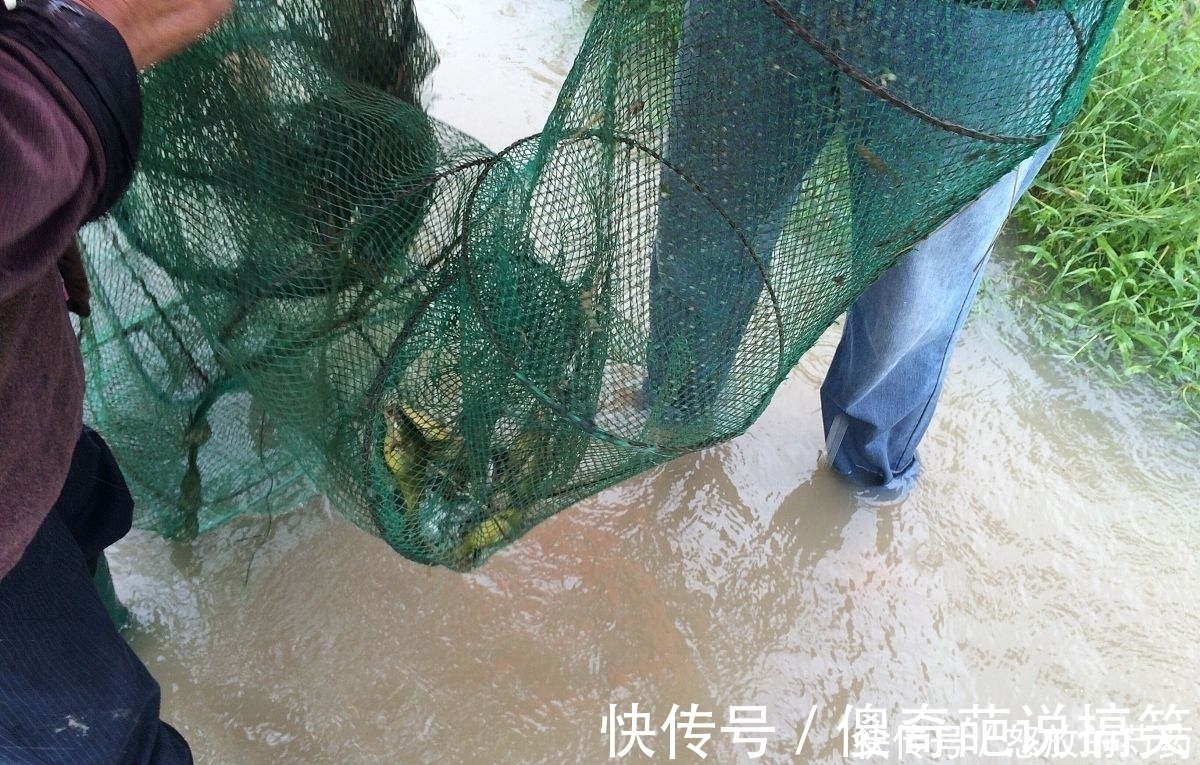 挂底|虽然水草处钓鱼效果不错,但忽视这5点,同样等于“”瞎胡跑”