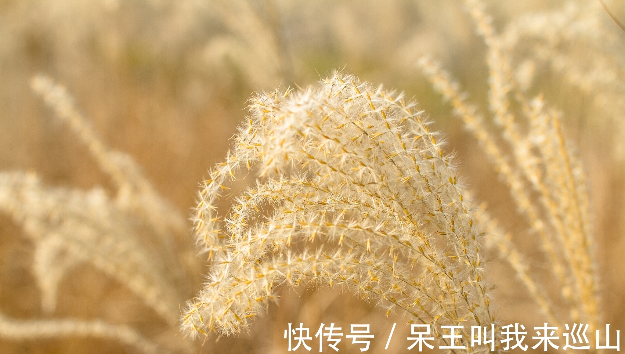 读书人!早冬芦花古诗三首:芦花装被暖,枫叶受霜干