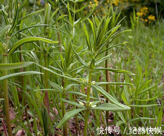 博物志|价值不输人参，过去用来喂猪，如今被大面积种植，30元一斤很抢手