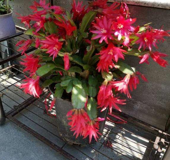 叶片|蟹爪兰叶片软趴趴怎么办从3方面对症处理,冬春花开爆满盆