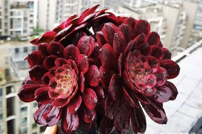 小巧|别人养的多肉小巧可爱,你养的多肉却是傻大个,主要原因在这里