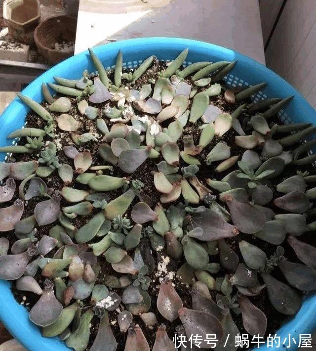 砍完头的多肉不生根咋办，你用1个菜篮子，10天就能猛长根