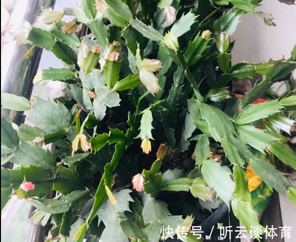 花芽|蟹爪兰长出这种叶子,立马掰掉它,嗖嗖冒花苞!