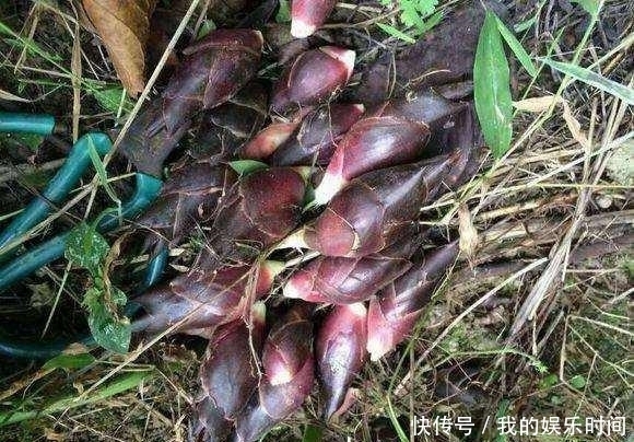 农村|在农村,很多人并不知道这些花是可以吃的,你吃过几种?