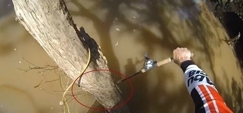 鱼很聪明,绕过大树,鱼竿只能跟着绕,看到鱼获让人激动
