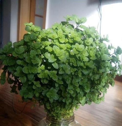 观赏价值|3种漂亮花,种在小盆里,不建议地栽,否则泛滥成灾,根本清不掉