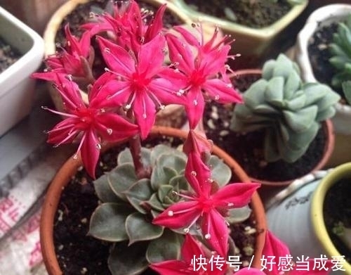 美丽莲|少有人养的冷门多肉,没想到还是个“花仙子”,开花如此惊艳!