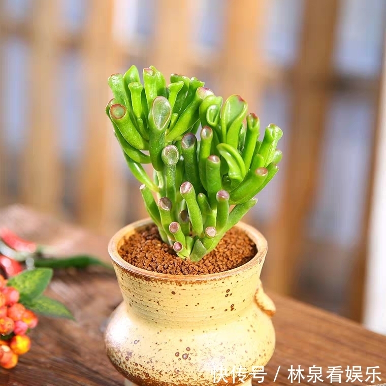 女朋友|9种比较稀有的多肉品种,追女朋友神器,让女神爱上多肉爱上你