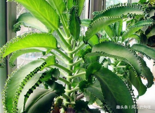 生命力顽强的三种植物,开花量巨大太容易爆满盆,好看又耐活