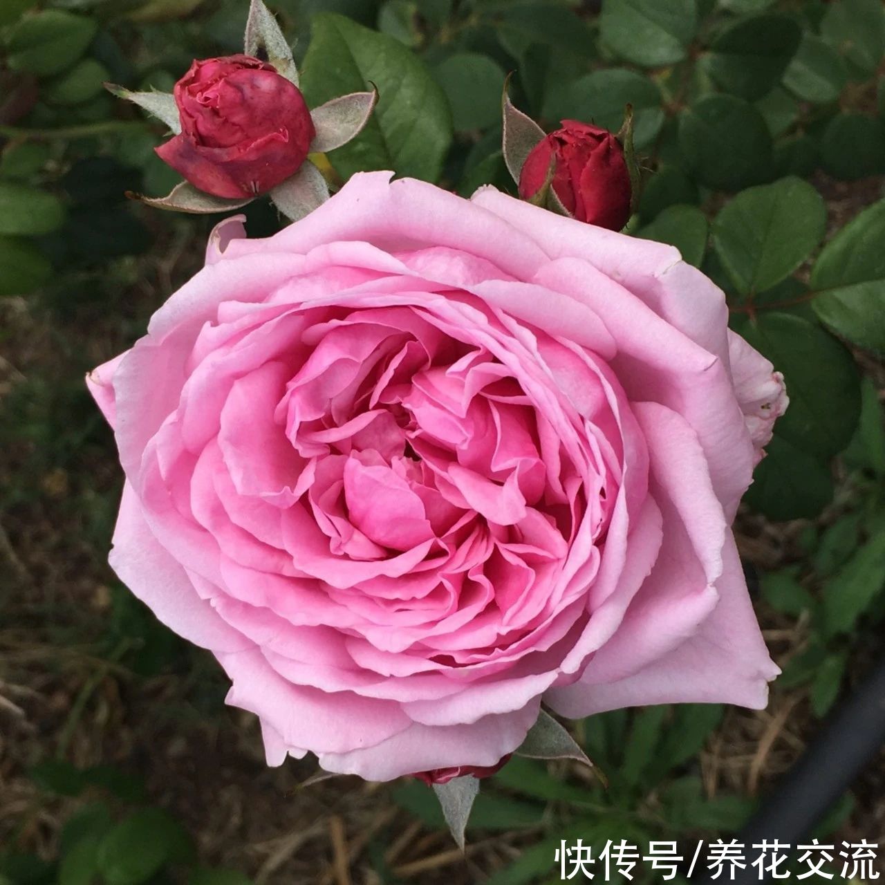 13种耐寒的盆栽花卉，零下20多度可存活，大部分南方也能种