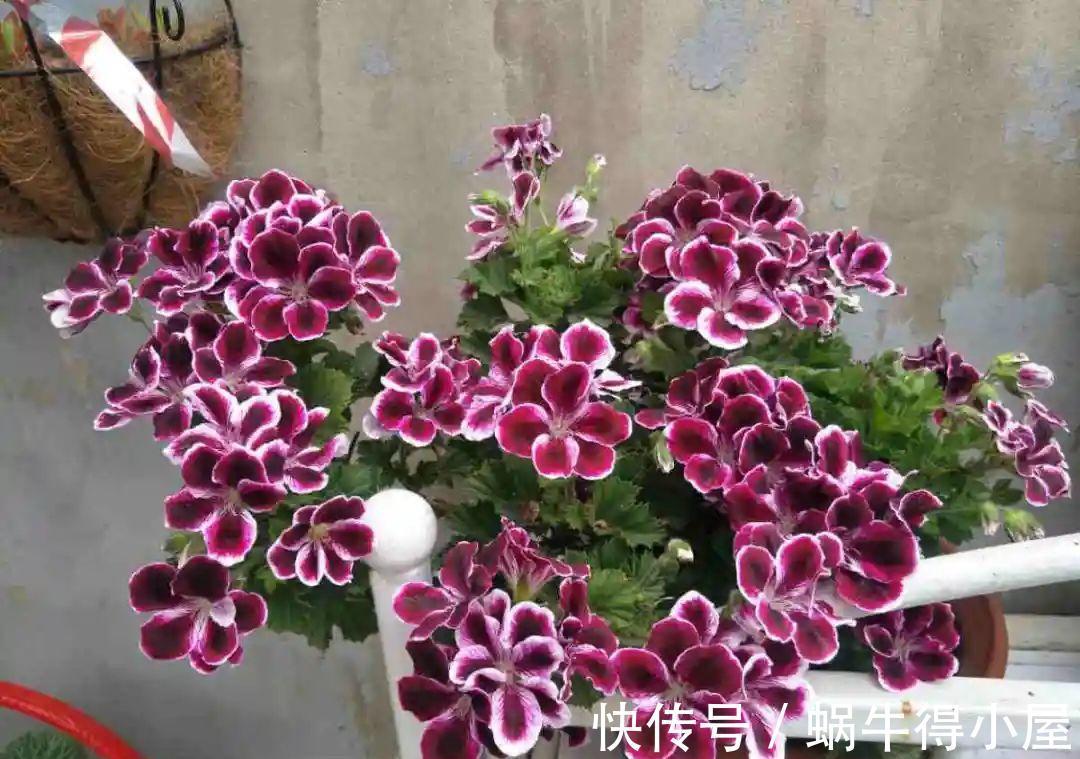 花苞|初秋8种花不能剪，轻则不开花，严重可能剩空盆