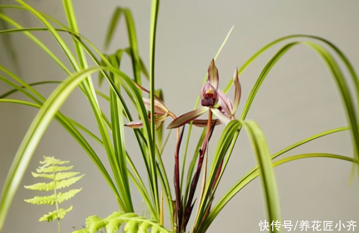 四月兰花发芽关键期,它有“四怕”,想要发芽快又壮,尽量不要做