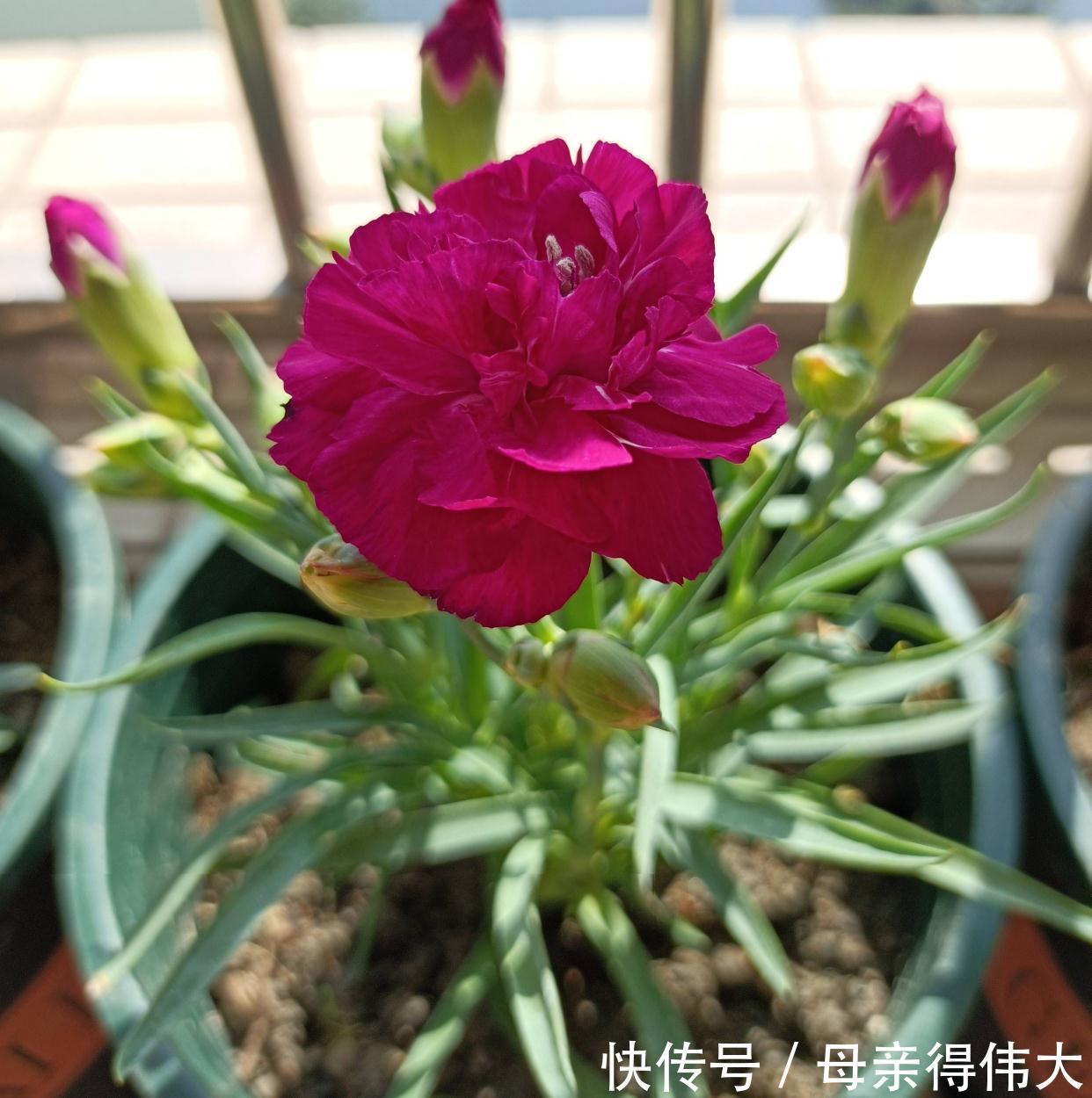 养护|花量好大的一种花,养护简单,耐寒耐热,轻松开出百朵花